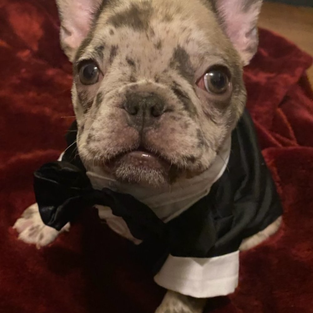 Tuxedo For Dogs Cats Pets With Bowtie Small To XL NEW - Picture 10 of 12